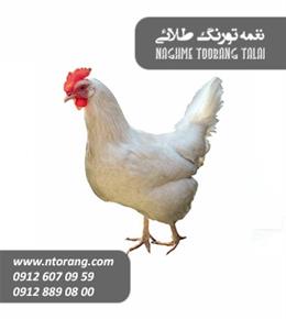 فروش پولت تخمگذار ال اس ال